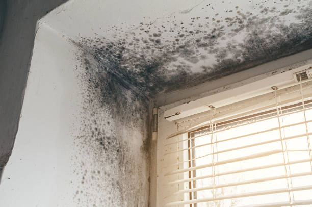Affordable Mold Remediation solutions in Burtonsville, MD